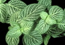 Nerve Plant
